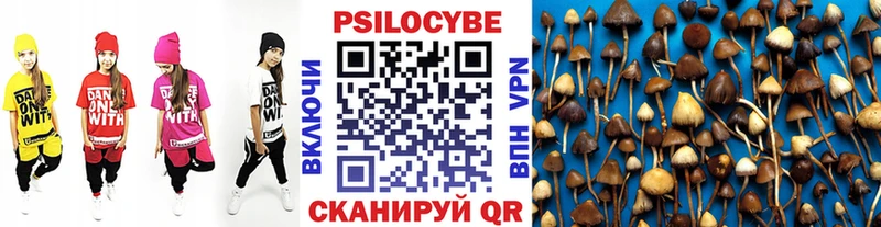 Псилоцибиновые грибы Psilocybine cubensis  Новомичуринск 