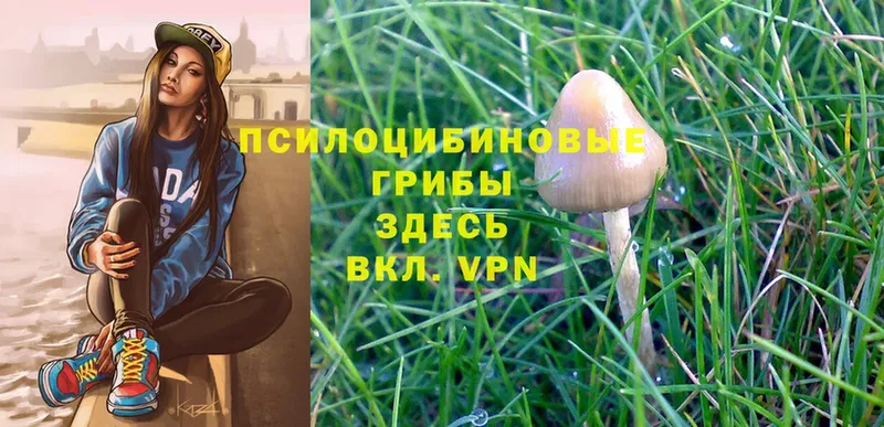 Псилоцибиновые грибы Cubensis  что такое   Новомичуринск 